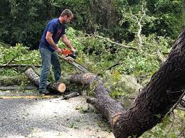 How Our Tree Care Process Works  in Algood, TN