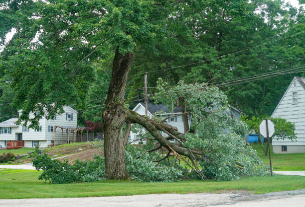 Algood, TN Tree Services Company