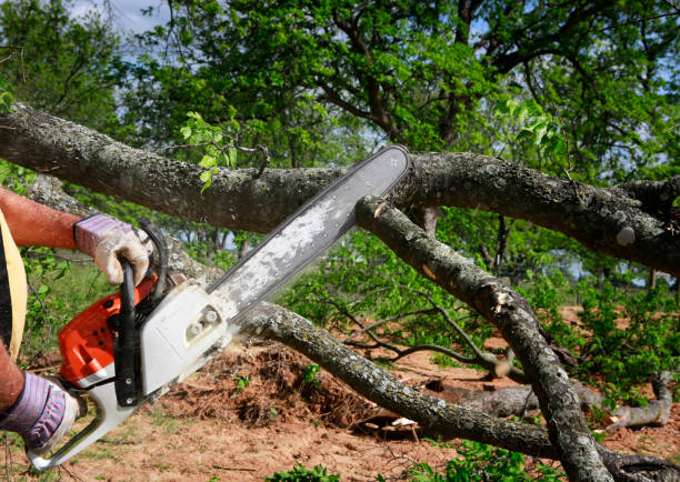 Best Hazardous Tree Removal  in Algood, TN